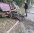 В Кирове иномарку намотало на дерево - Новый Вариант
