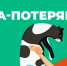Кировчанка нашла пропавшего кота спустя пять месяцев - Свойкировский.рф