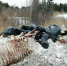 В Кирове обнаружили скотомогильник в районе Нового моста - Новый Вариант