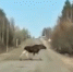 В Кировской области могут участиться ДТП с участием лосей - ProGorod.Ru