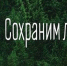 В Кировской области пройдет акция «Сохраним лес» - Министерство лесного хозяйства