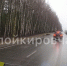 В Кировской области на трассе сбили лося - VGorodeKirove.Ru