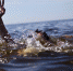 Количество происшествий на водоёмах Кировской области продолжает увеличиваться - МЧС