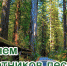 🌲Уважаемые работники леса и лесоперерабатывающей промышленности! - Общественная палата