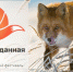 Галерея Прогресса покажет кировчанам первозданную Россию - Kirov.Online
