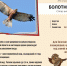 #По_страницам_Красной_книги_в Нургуше - Заповедник Нургуш