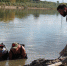 В мутной воде мамонты водятся. Палеонтологическая экспедиция на реке Вятке. Фото Ольги Саниной - Кировское отделение РГО