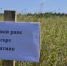 Экспорт рапсового масла из Кировской области в Китай вырос в два раза - Bnkirov.Ru