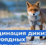 Вакцинация диких животных - Управление ветеринарии