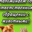 Надзор в области обращения с животными: итоги лета в цифрах и фактах - Управление ветеринарии