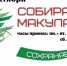 Кировчан приглашают сдать макулатуру в рамках акции «БумБатл» - Кировская правда