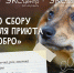 Кировчан призывают присоединиться к акции по сбору корма для животных - Newsler.Ru