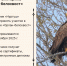 Онлайн-викторина «Орлан-белохвост» - Заповедник Нургуш