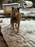 Екатерина Колотова взяла под опеку бездомного пса Рекса