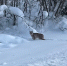 В Кирове рыси вышли к людям - Kirov.Online