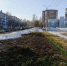 В Вятских Полянах пошли в рост тюльпаны - VyatkaKirov.Ru