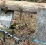 "Разрушены памятники участников ВОВ": в Юрье аварийные деревья повредили места захоронений - ProGorod.Ru